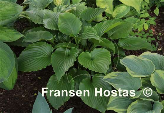 Hosta Leather Gloss